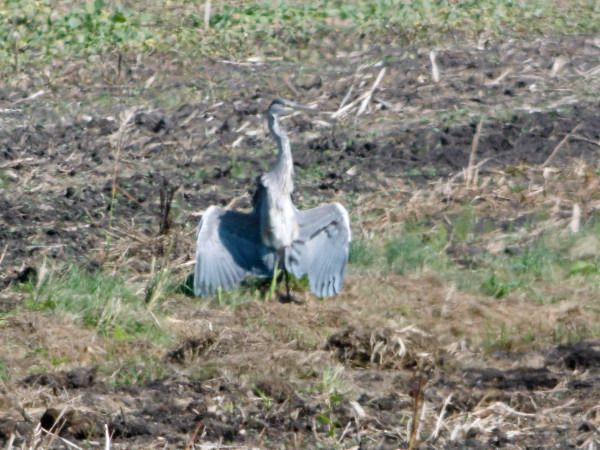Grey Heron  - Andrzej Tarasiuk