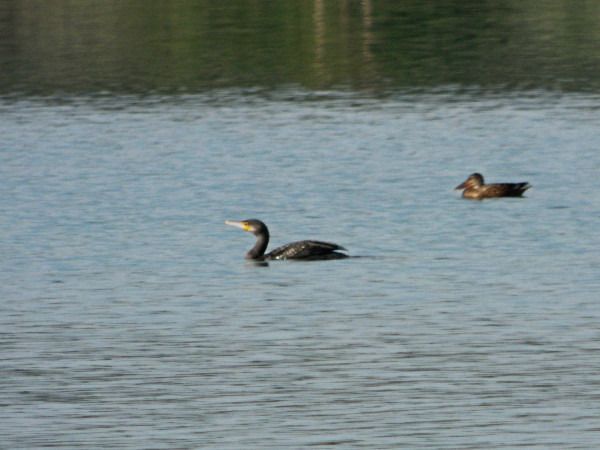 Great Cormorant  - Andrzej Tarasiuk