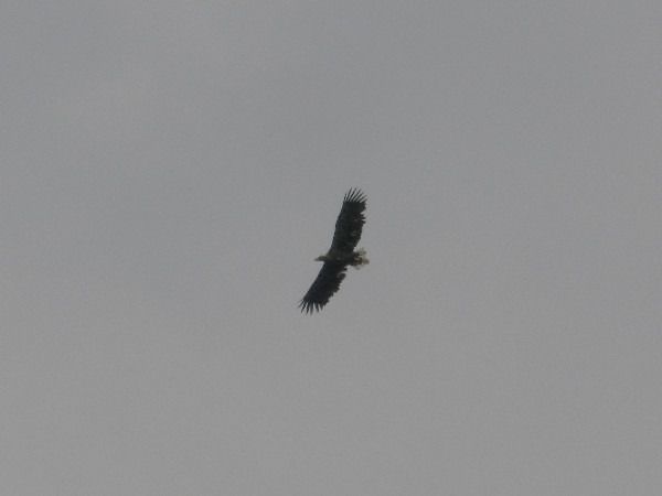 Seeadler  - Andrzej Tarasiuk