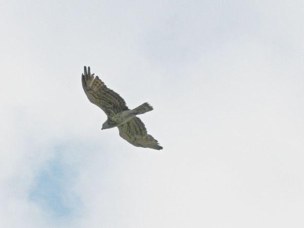 Short-toed Snake Eagle  - Andrzej Tarasiuk