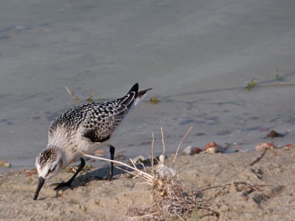 Bécasseau sanderling  - Andrzej Tarasiuk