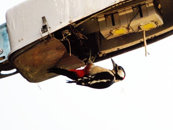 Great Spotted Woodpecker  - Andrzej Tarasiuk