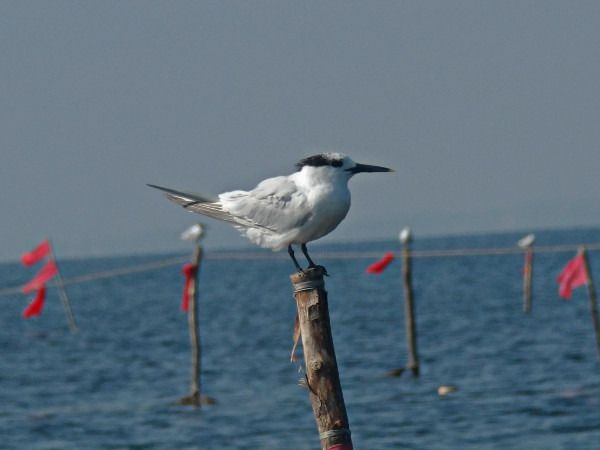 rybitwa czubata  - Andrzej Tarasiuk