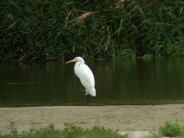 Great Egret  - Andrzej Tarasiuk