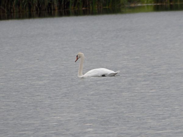 Mute Swan  - Andrzej Tarasiuk