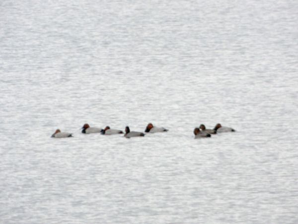 Common Pochard  - Andrzej Tarasiuk