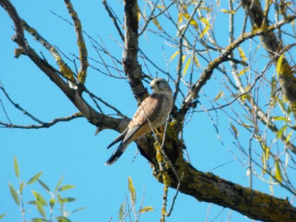 Faucon crécerelle  - Andrzej Tarasiuk