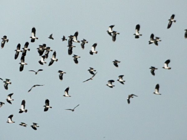 czajka  - Andrzej Tarasiuk