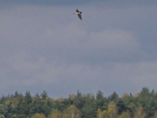 Rauchschwalbe  - Andrzej Tarasiuk