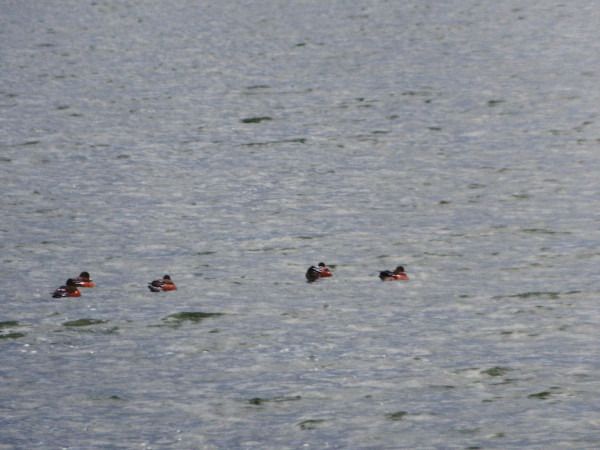 Pfeifente  - Andrzej Tarasiuk