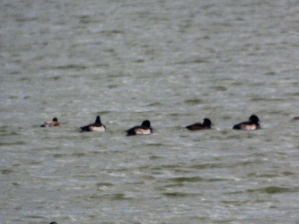 Reiherente  - Andrzej Tarasiuk