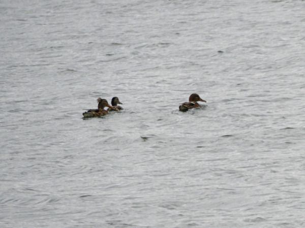 Northern Shoveler  - Andrzej Tarasiuk