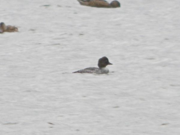 Schellente  - Andrzej Tarasiuk