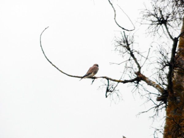 pustułka  - Andrzej Tarasiuk