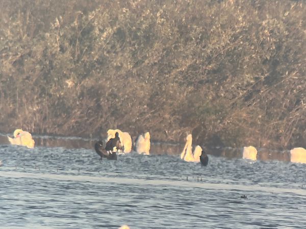 Pélican frisé  - Maciej Aleksandrowicz