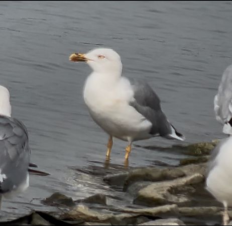 Mittelmeermöwe  - Maciej Aleksandrowicz