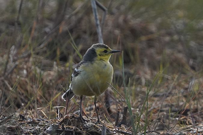 Bergeronnette citrine  - Marcin Sołowiej