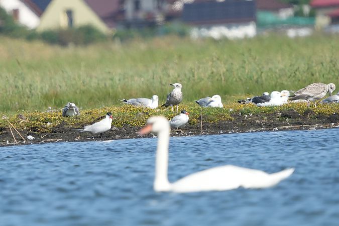 Raubseeschwalbe  - Marcin Sołowiej