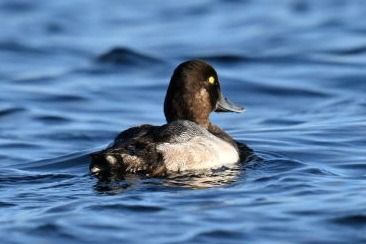 Greater Scaup  - Małgorzata Łuczkiewicz