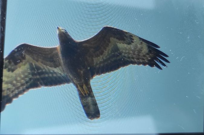 European Honey Buzzard  - Szymon Kaczmarek