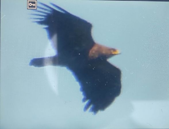 Lesser Spotted Eagle  - Szymon Kaczmarek