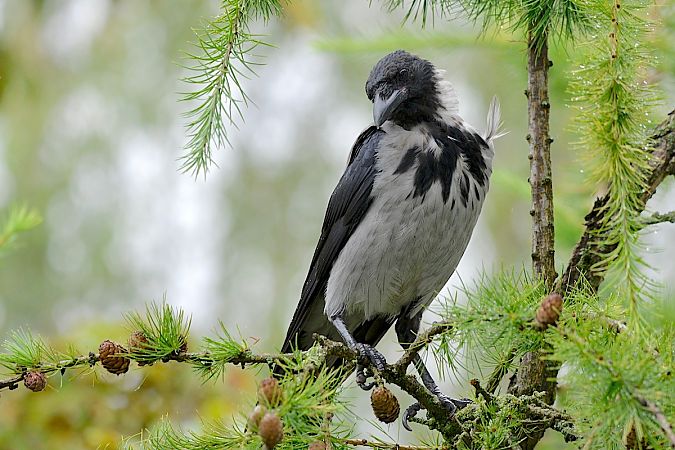 Hooded Crow  - Hanna Żelichowska