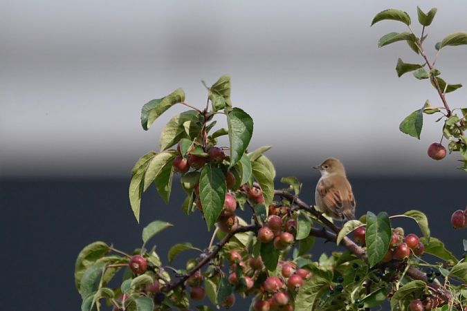 Common Whitethroat  - Hanna Żelichowska