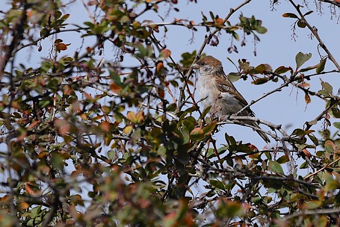 Eurasian Tree Sparrow  - Hanna Żelichowska