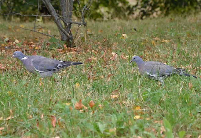 Common Wood Pigeon  - Hanna Żelichowska