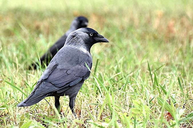 Western Jackdaw  - Hanna Żelichowska