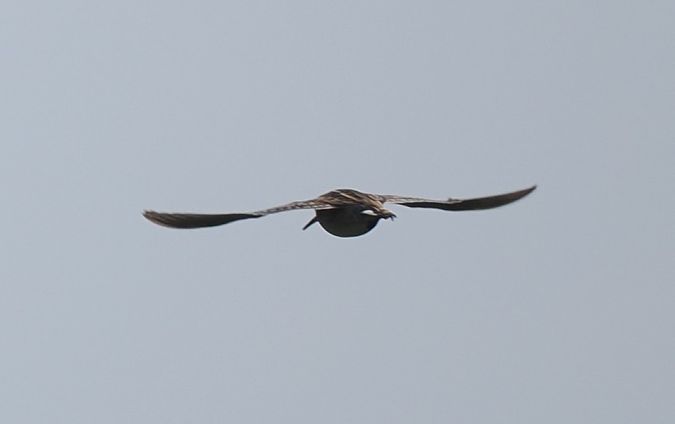 Great Snipe  - Mariusz Dąbek