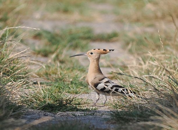 dudek  - Mariusz Dąbek