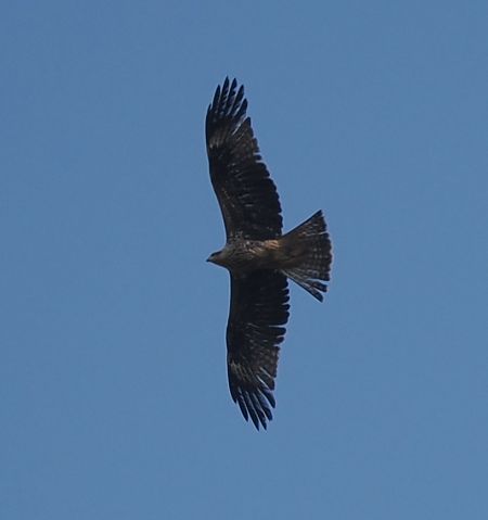 kania czarna  - Mariusz Dąbek