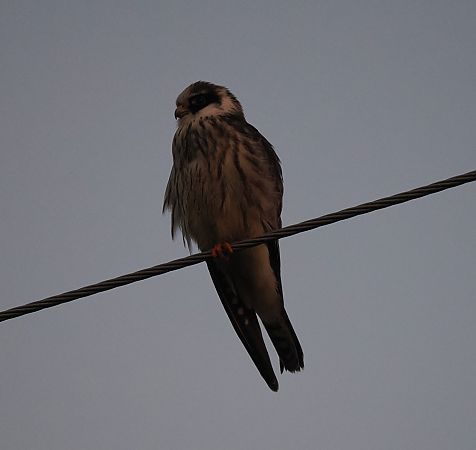 Red-footed Falcon  - Mariusz Dąbek