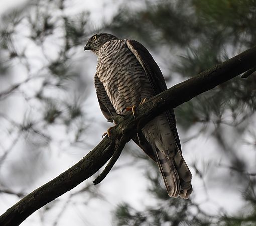 Sperber  - Mariusz Dąbek