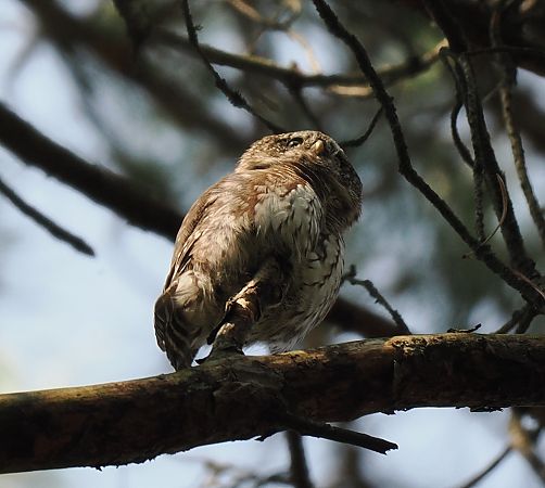 Chevêchette d'Europe  - Mariusz Dąbek