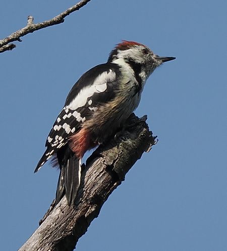 dzięcioł średni  - Mariusz Dąbek