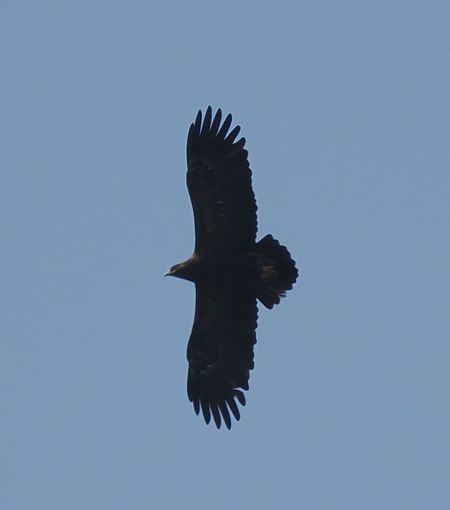 orlik grubodzioby  - Mariusz Dąbek