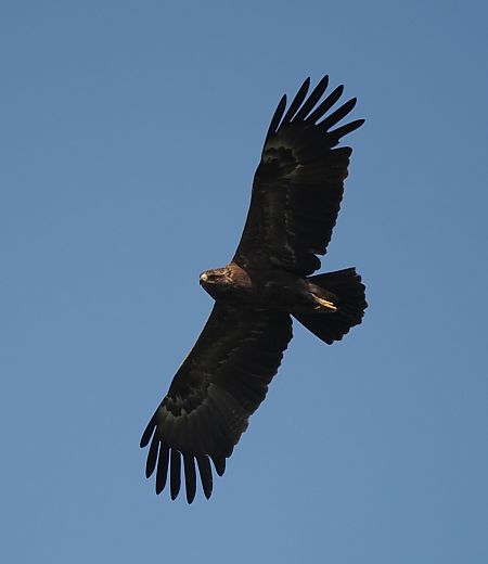 orlik krzykliwy  - Mariusz Dąbek