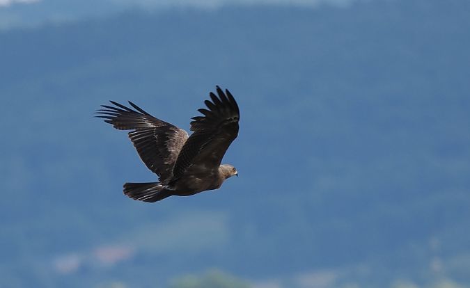 Lesser Spotted Eagle  - Mariusz Dąbek