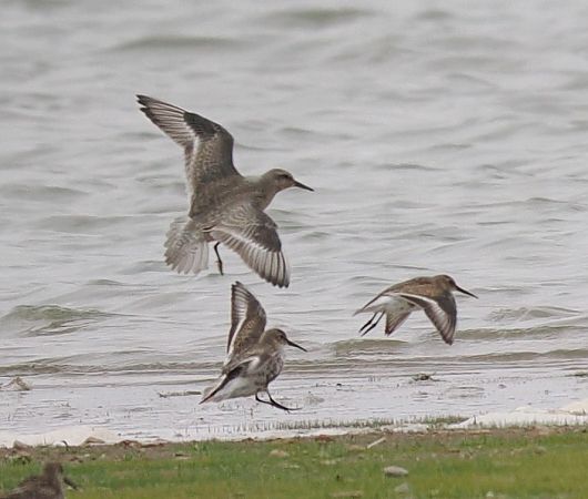 biegus rdzawy  - Mariusz Dąbek