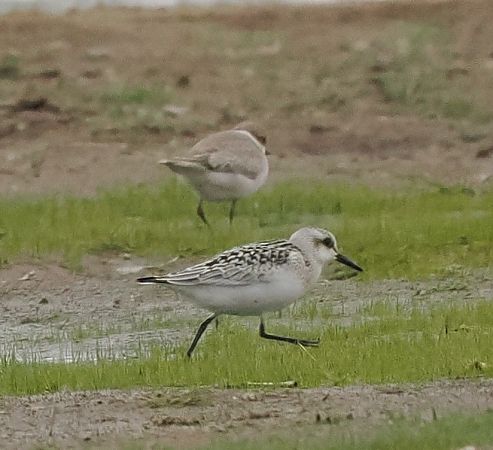 piaskowiec  - Mariusz Dąbek