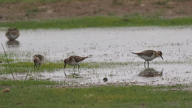 biegus malutki  - Mariusz Dąbek