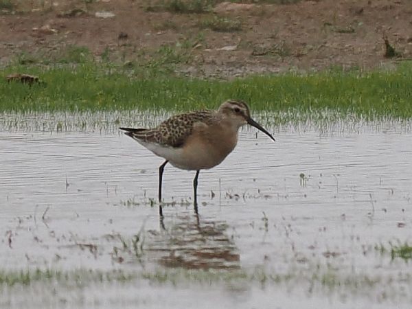 biegus krzywodzioby  - Mariusz Dąbek