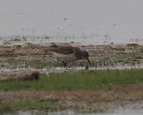 biegus mały  - Mariusz Dąbek