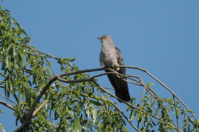 kukułka  - Mariusz Dąbek