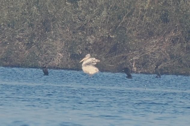 pelikan kędzierzawy  - Mariusz Dąbek