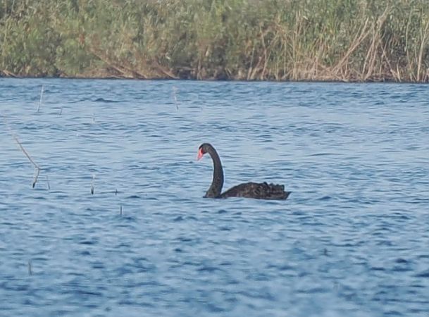 łabędź czarny  - Mariusz Dąbek