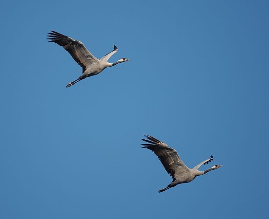 Kranich  - Mariusz Dąbek