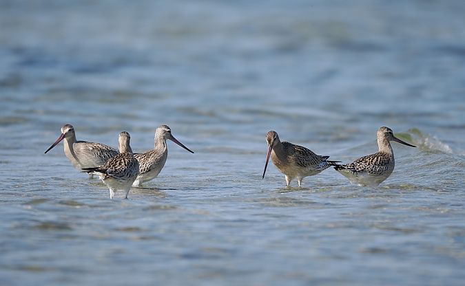 Pfuhlschnepfe  - Mariusz Dąbek